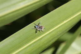 Image of Maratus speciosus (O. Pickard-Cambridge 1874)