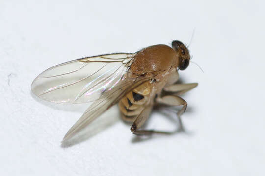 Image of Scuttle fly