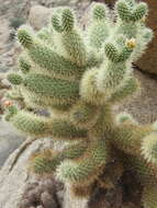 Image of teddybear cholla