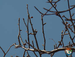 Plancia ëd Bursera morelensis Ramirez