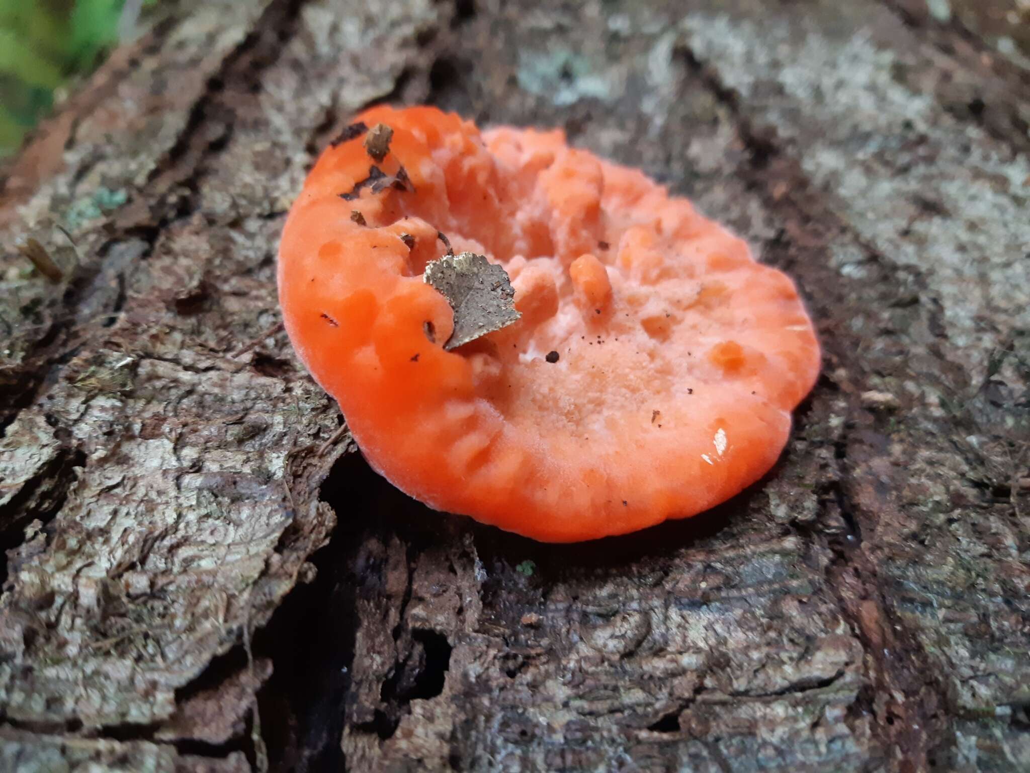 Image of Tyromyces pulcherrimus (Rodway) G. Cunn. 1965