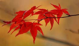 Image of Japanese maple