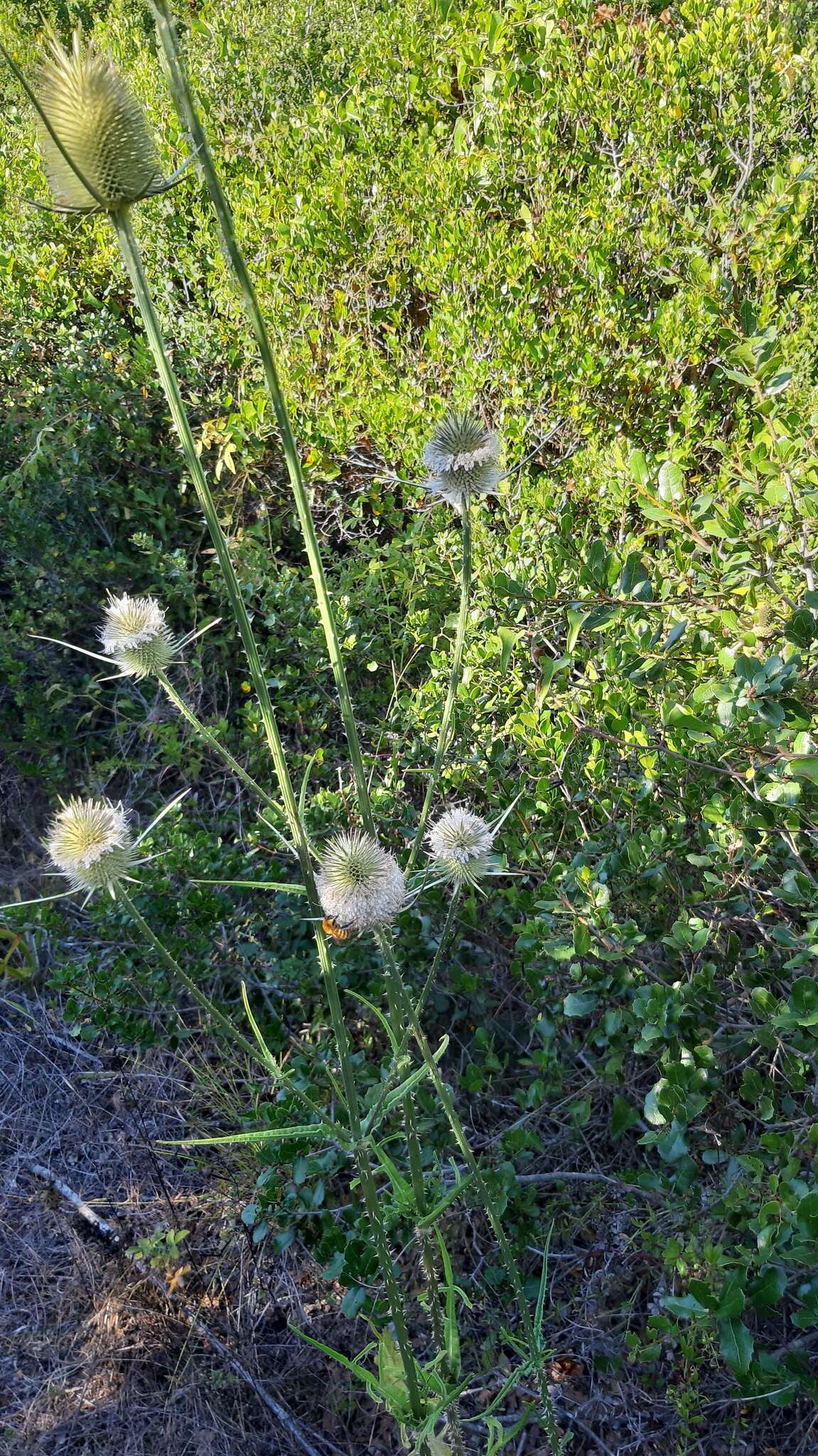 Image of Dipsacus comosus Hoffmanns. & Link