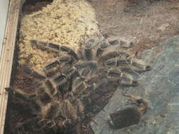 Image of Brazilian Fire Red Tarantula