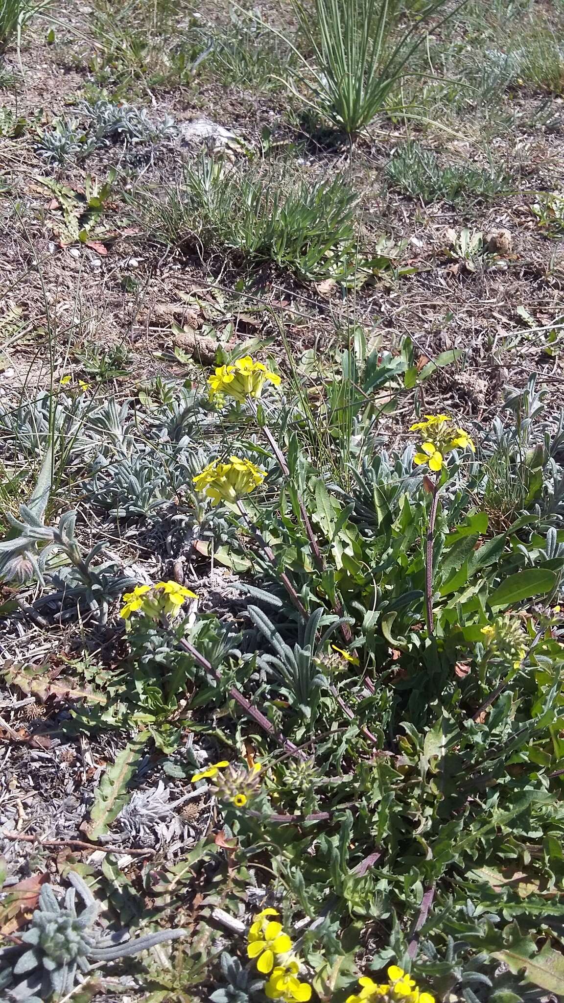 Слика од Erysimum cuspidatum (M. Bieb.) DC.