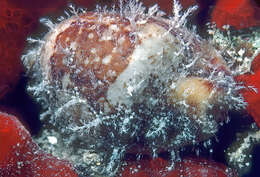 Image of stolid cowrie