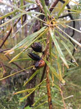 Imagem de Hakea repullulans H. M. Lee