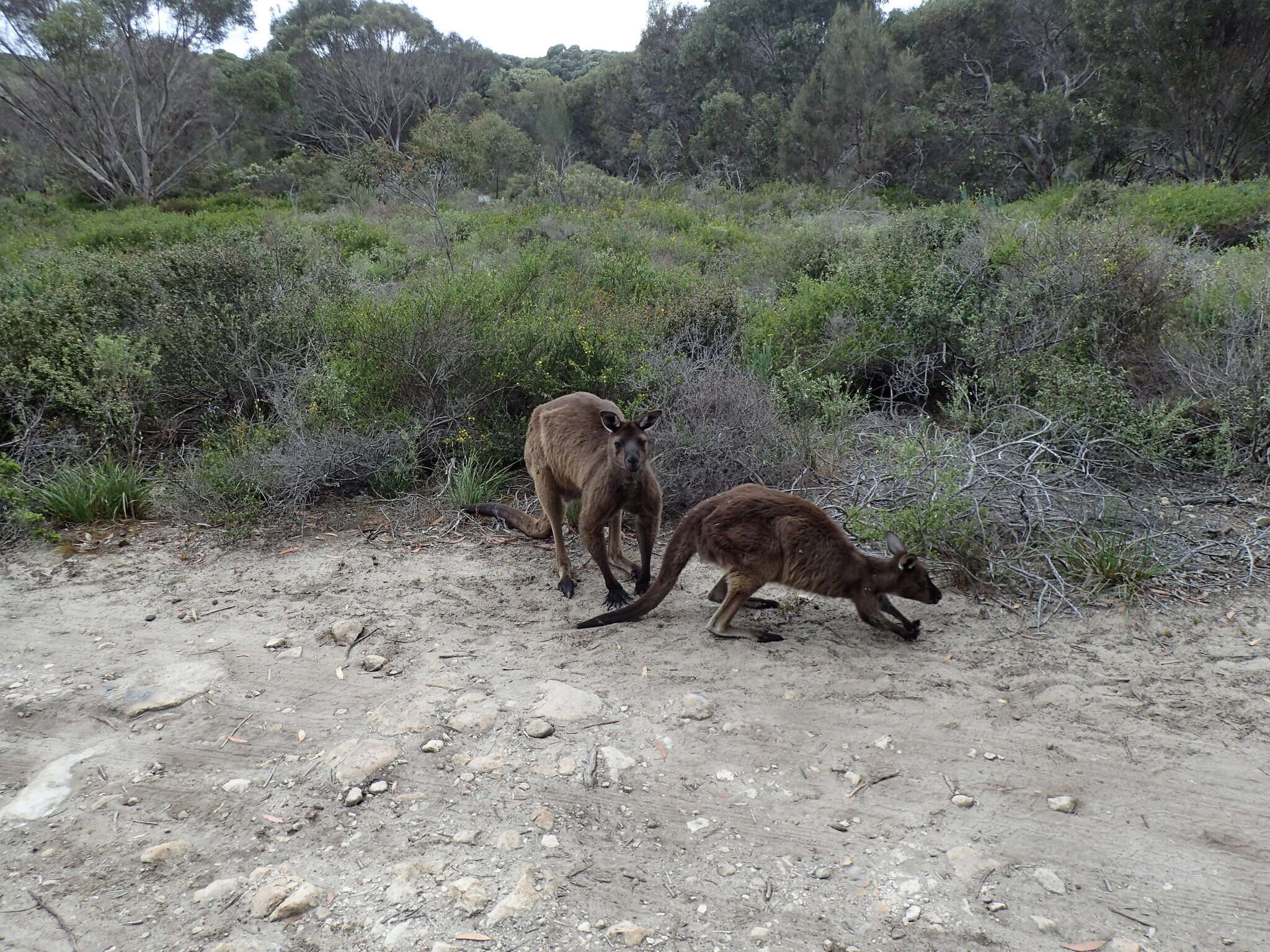 Image of Kangaroo Island Kangaroo