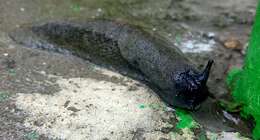 Image of ash-black slug