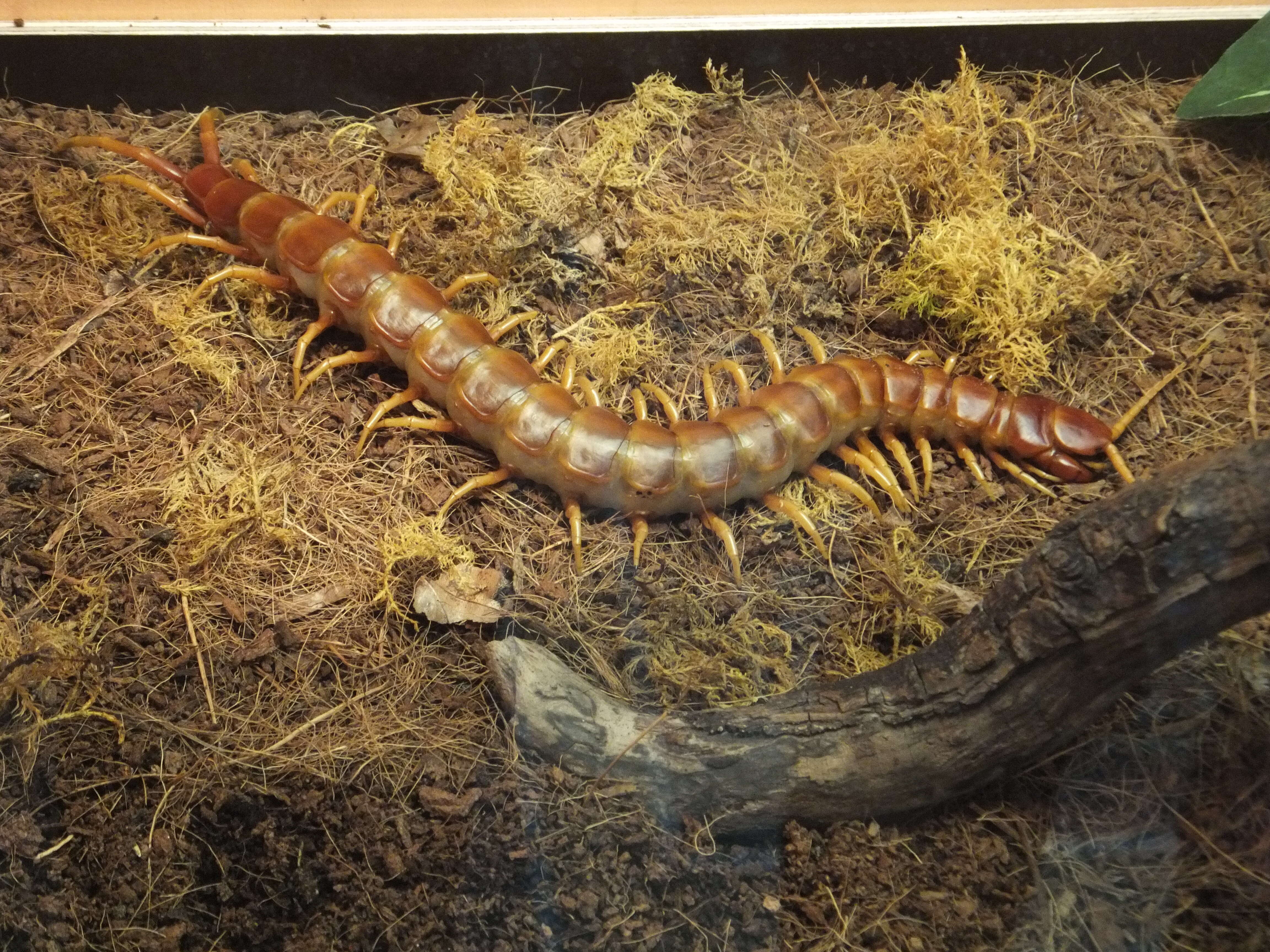 Image of Amazonian giant centipede
