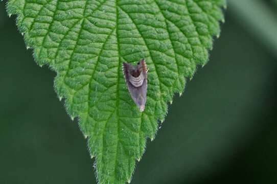 Image of Eurasian Hemp Moth