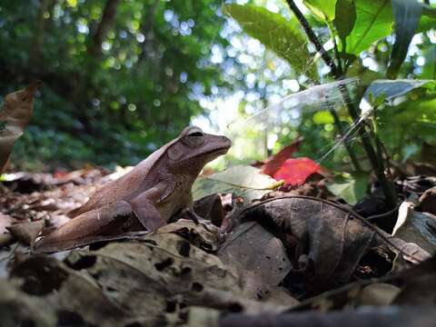 Image of Polypedates pseudocruciger Das & Ravichandran 1998