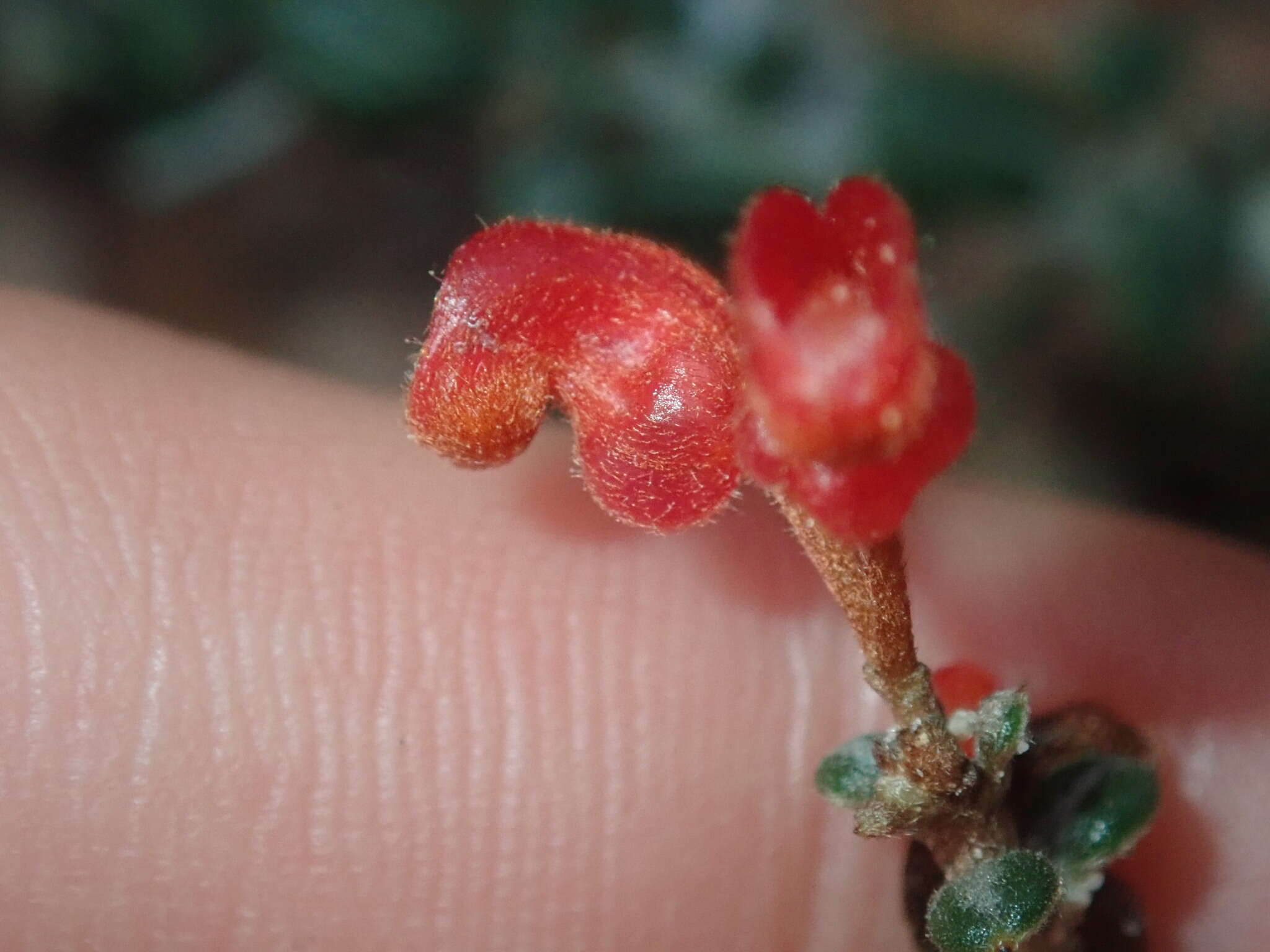 Image of Grevillea crassifolia Domin