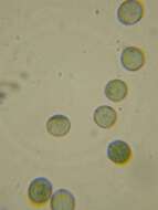 Image of Stemonitopsis hyperopta