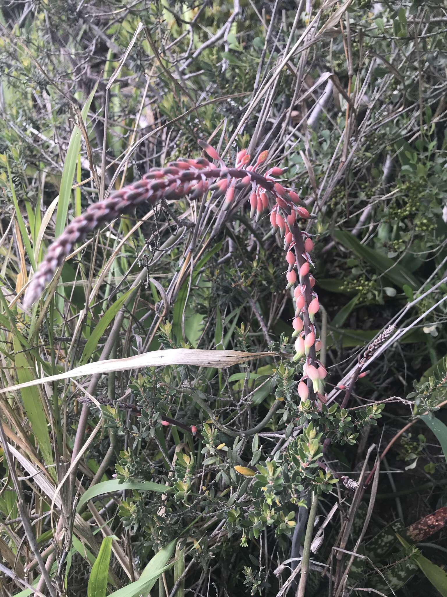 Image of Gasteria obliqua (Aiton) Duval