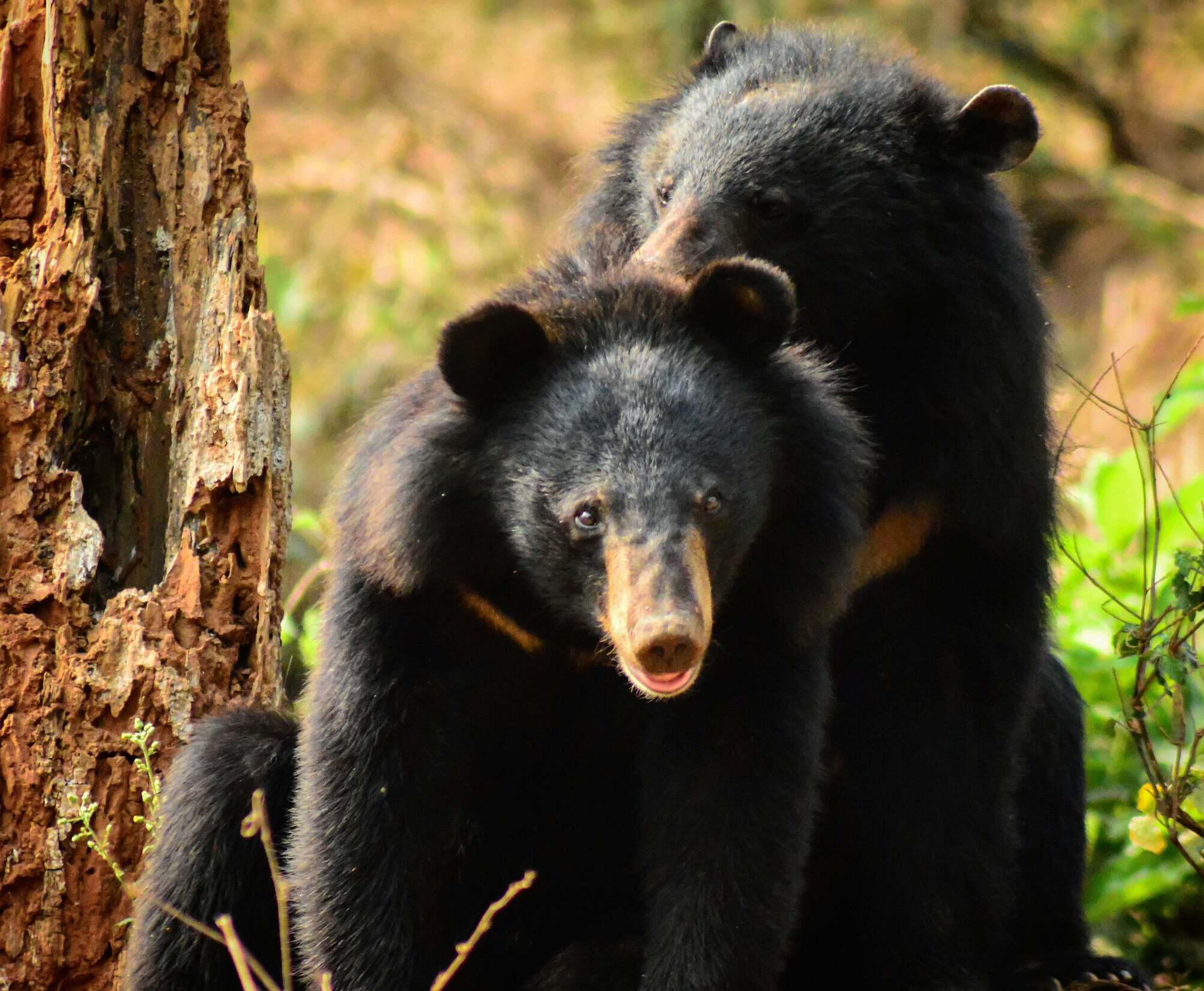 Imagem de Ursus thibetanus laniger (Pocock 1932)