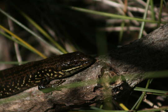 Image of Western Glossy Swamp Skink