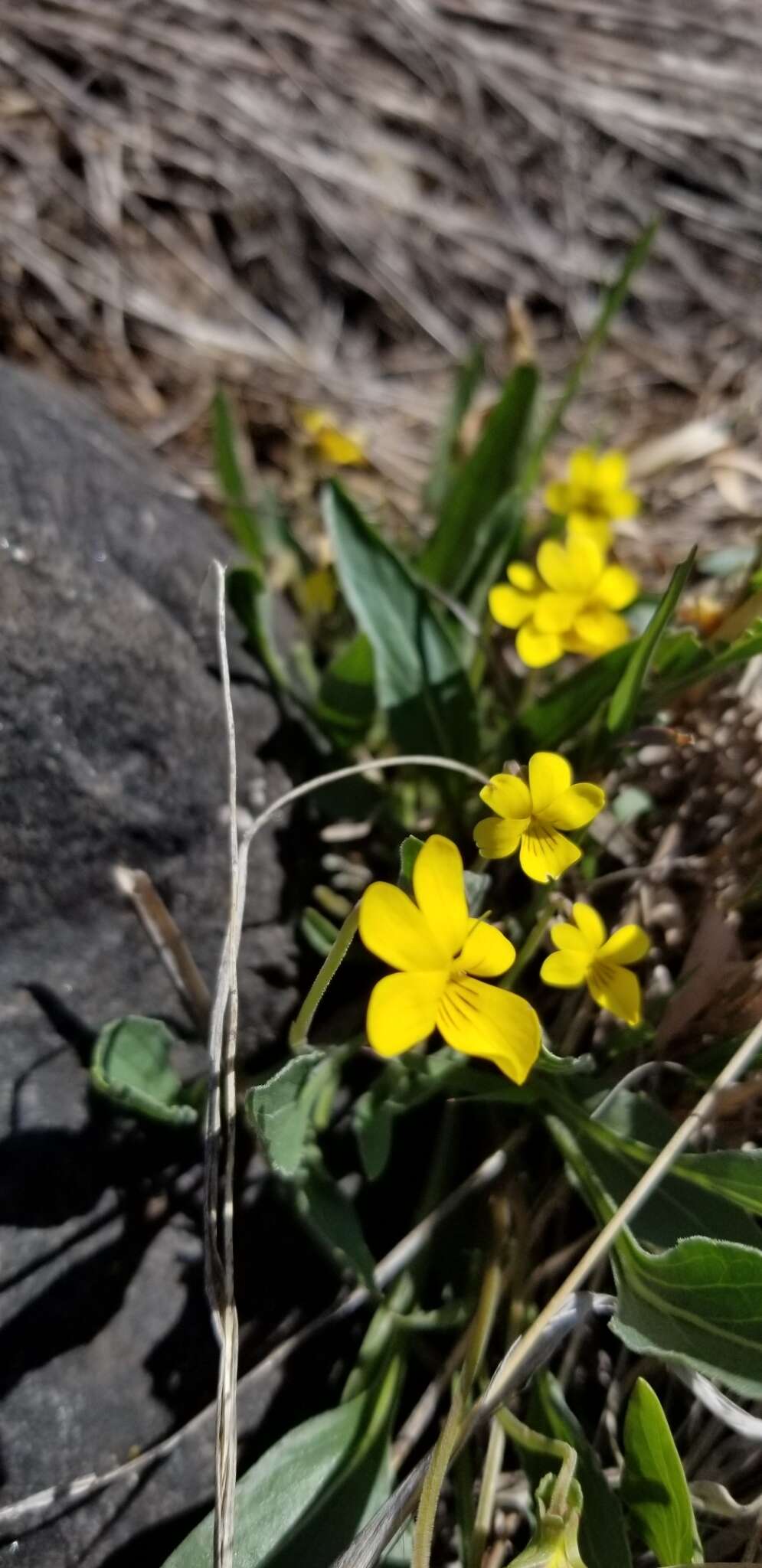 Viola nuttallii Pursh的圖片