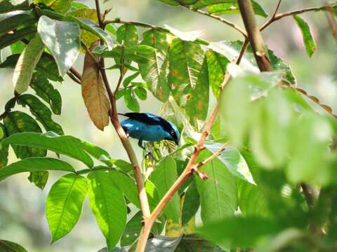 Image of Turquoise Dacnis