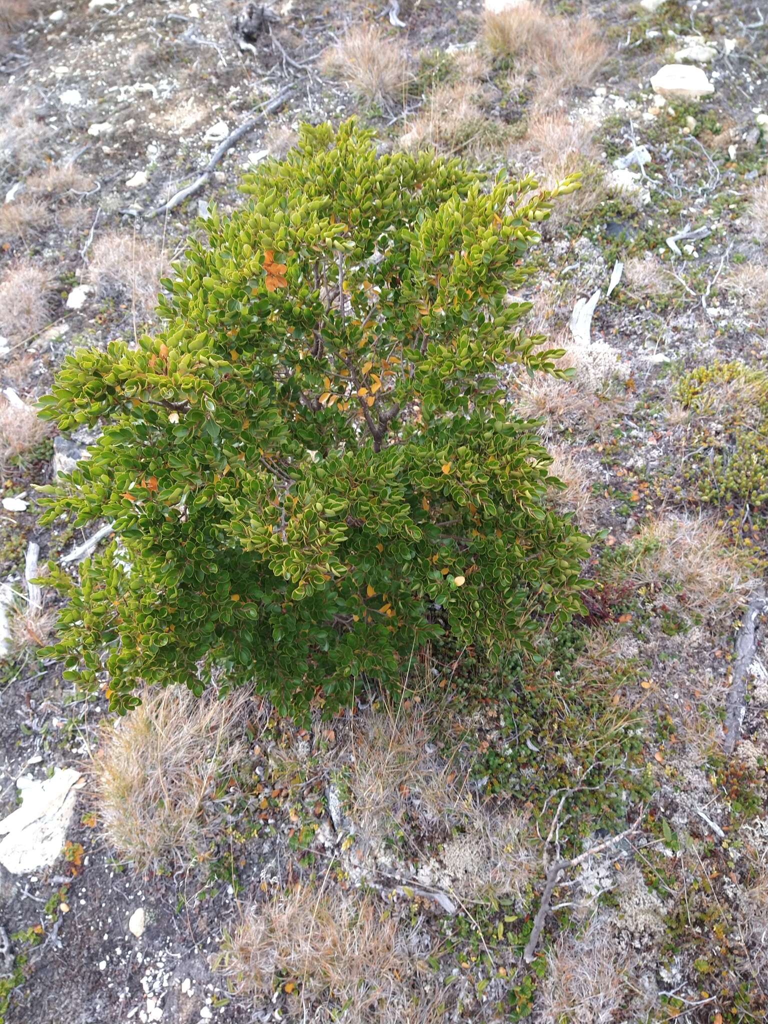 Imagem de Nothofagus betuloides (Mirb.) Oerst.