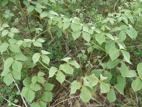 Image of Dioscorea dregeana (Kunth) T. Durand & Schinz