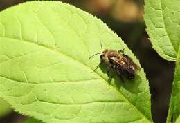 Imagem de Andrena vicina Smith 1853