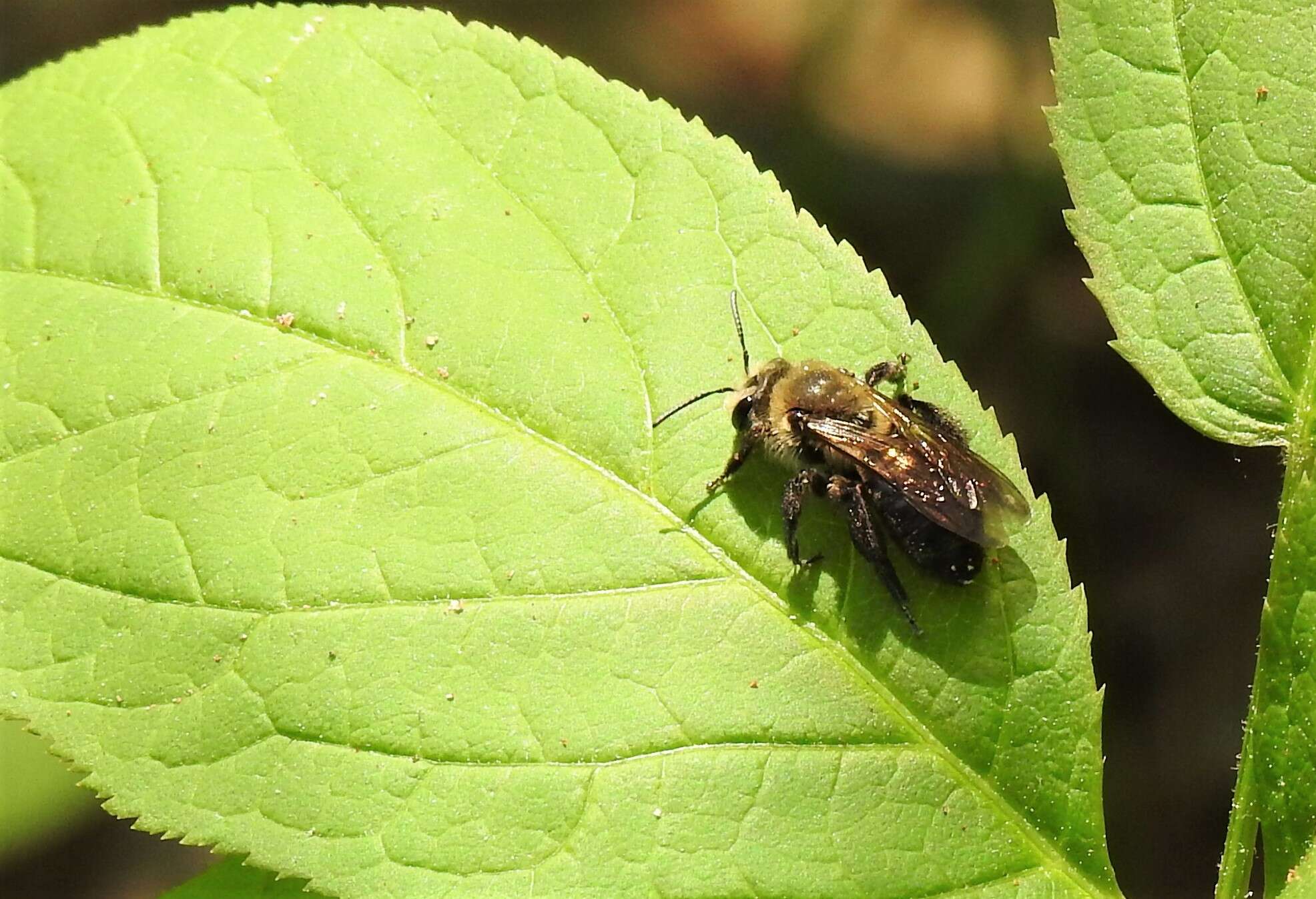 Imagem de Andrena vicina Smith 1853