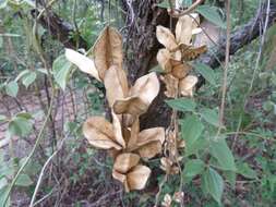 Dioscorea dregeana (Kunth) T. Durand & Schinz的圖片