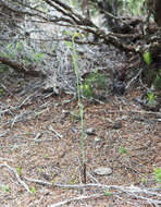 Image of Pale beard orchid