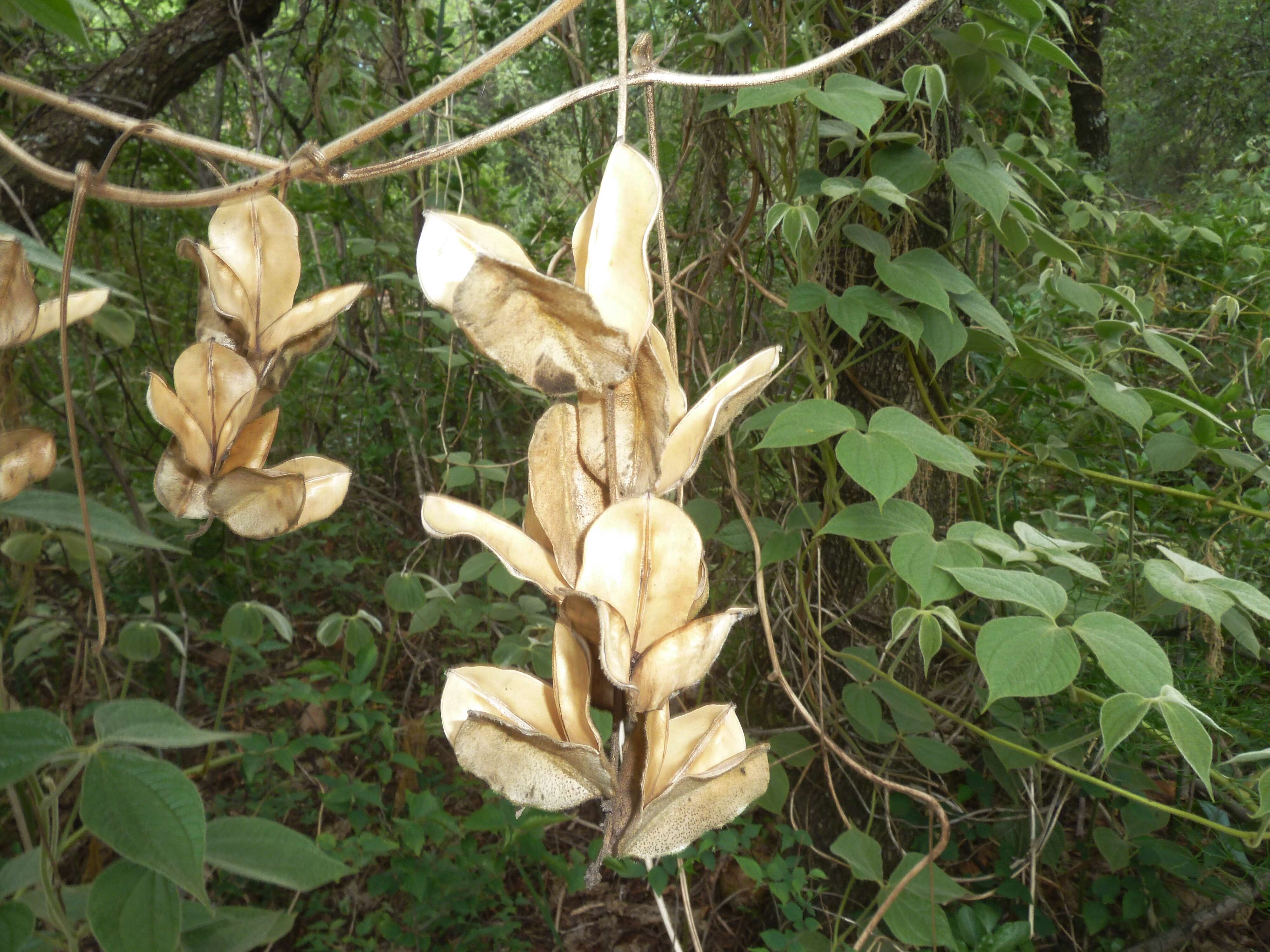 Dioscorea dregeana (Kunth) T. Durand & Schinz的圖片