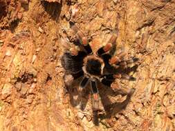 Image of Mexican Orange Beauty Tarantula