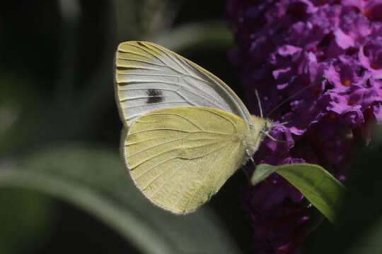 Image of Pieris mannii alpigena