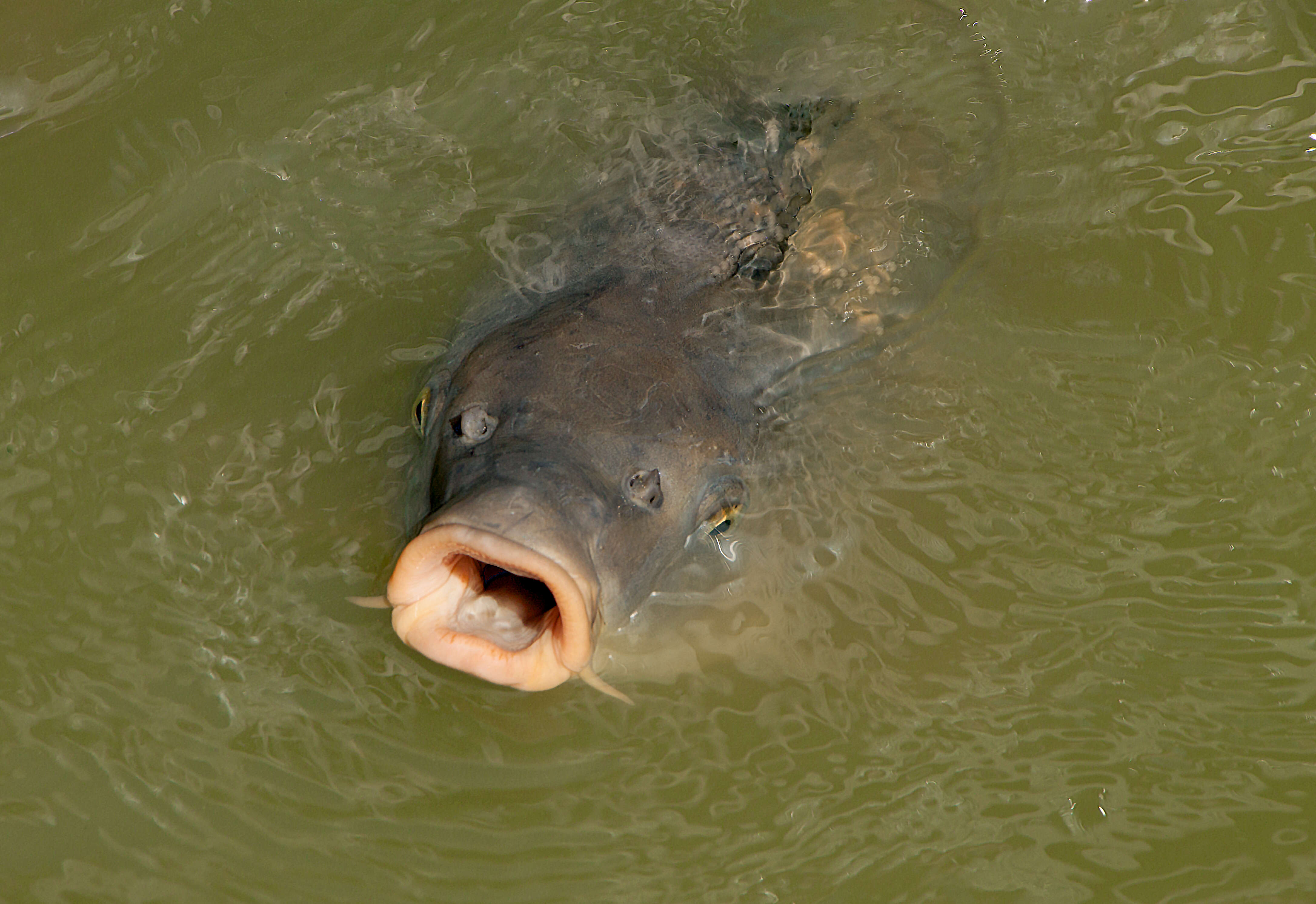 Image of common carp, carp