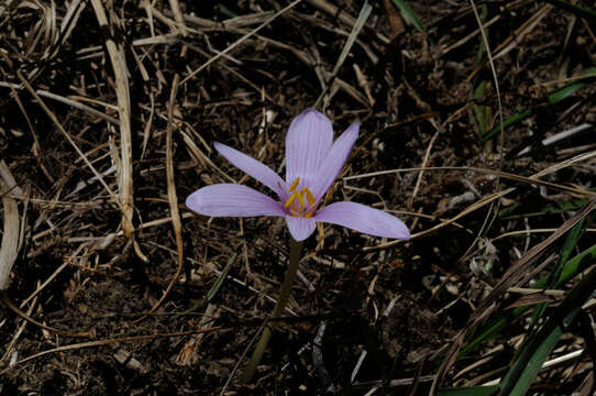 Image of alpine autumn crocus