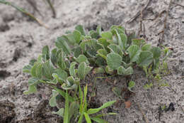 Image of Pelargonium ovale subsp. hyalinum L. Hugo