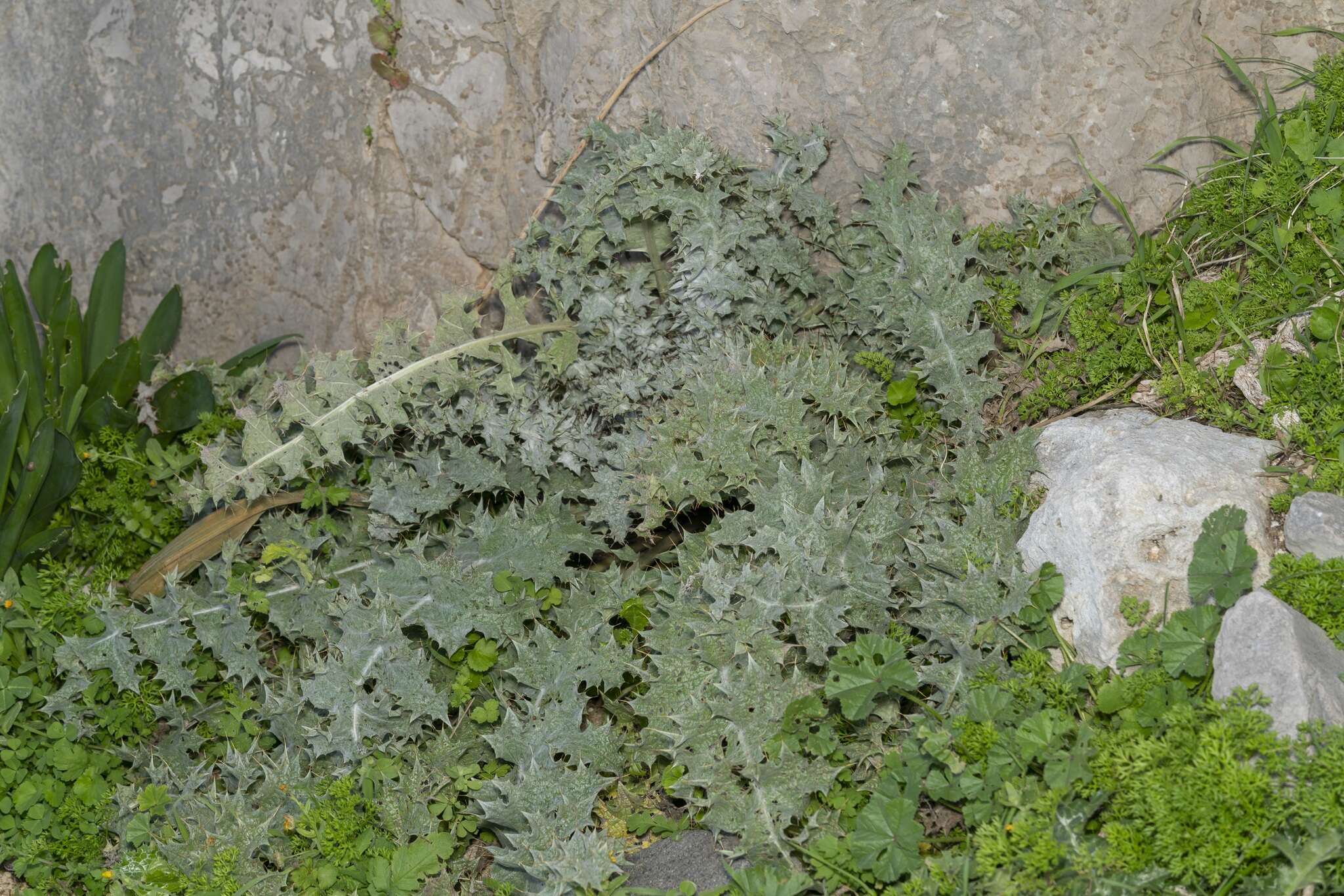 Image of Onopordum bracteatum Boiss. & Heldr.