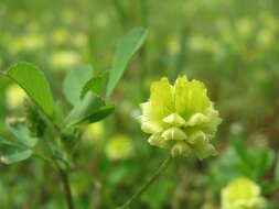 Image of field clover