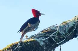 Image of Robust Woodpecker