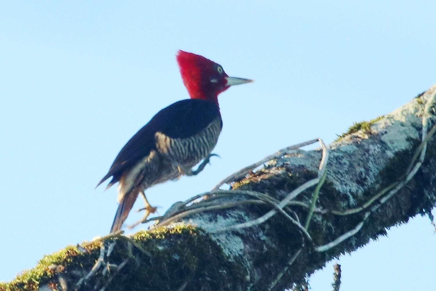 Image of Robust Woodpecker