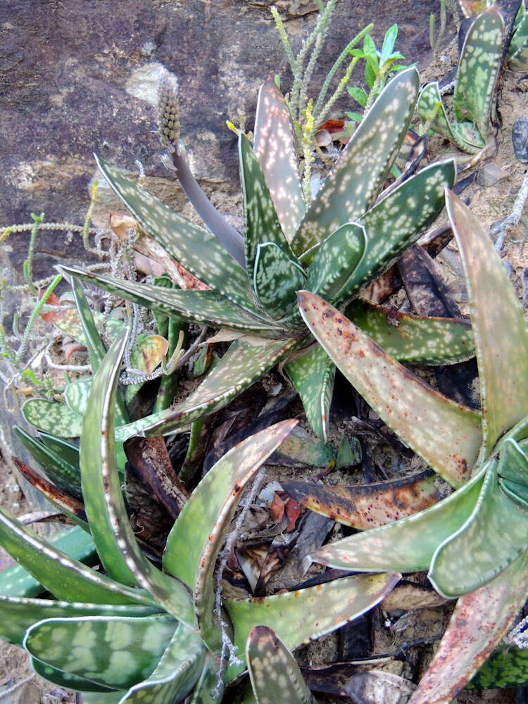 Image of Gasteria obliqua (Aiton) Duval