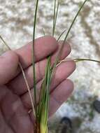 Image of Pine-Barren Beak Sedge