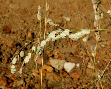 Image of Wilman lovegrass