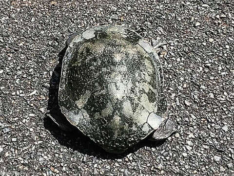 Image of Giant Snake-necked Turtle