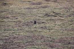 Image of East African mole rats