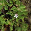 Image of Viola veronicifolia Planch. & Linden ex Triana & Planch.