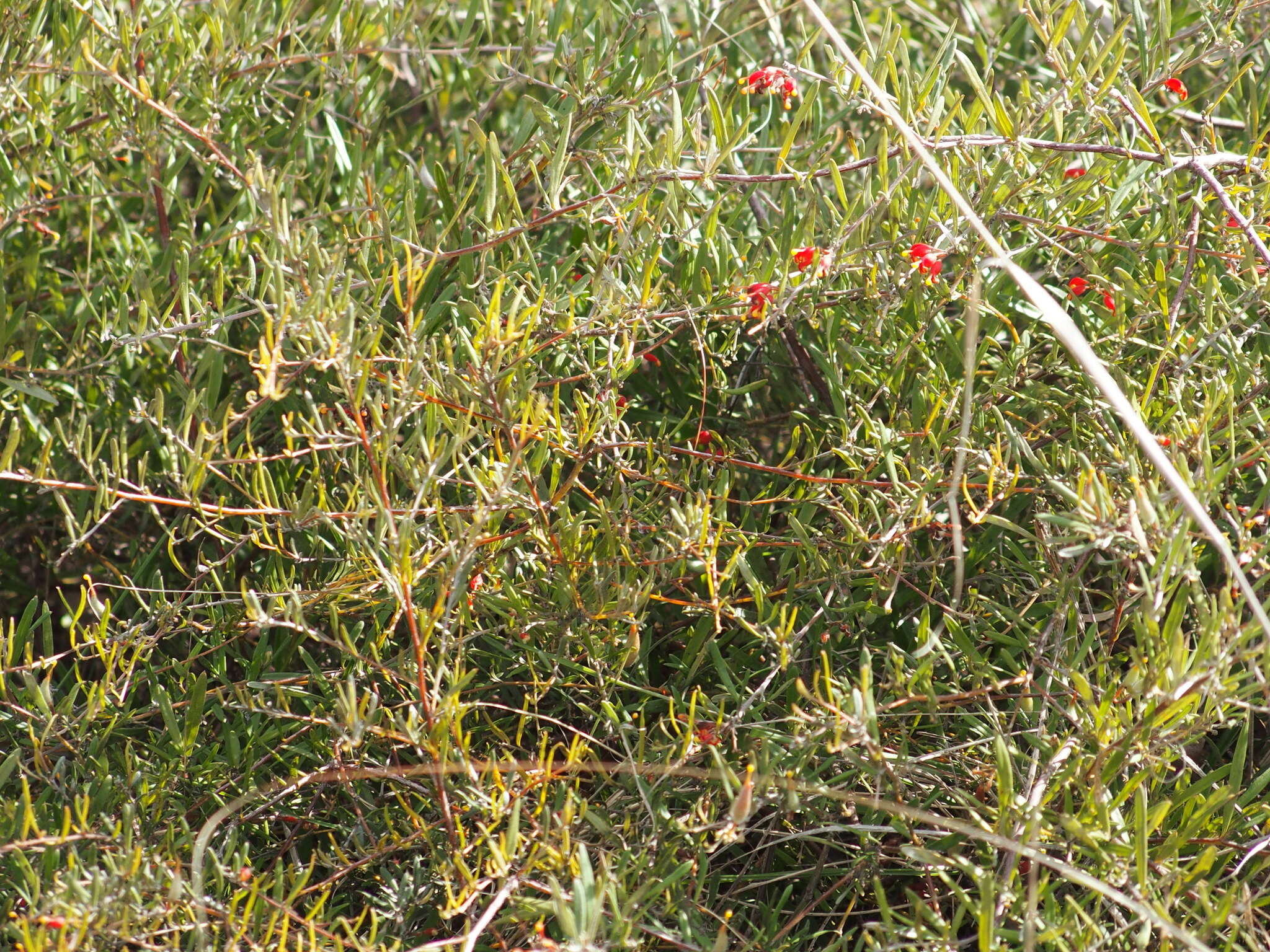 Image of Grevillea fasciculata R. Br.