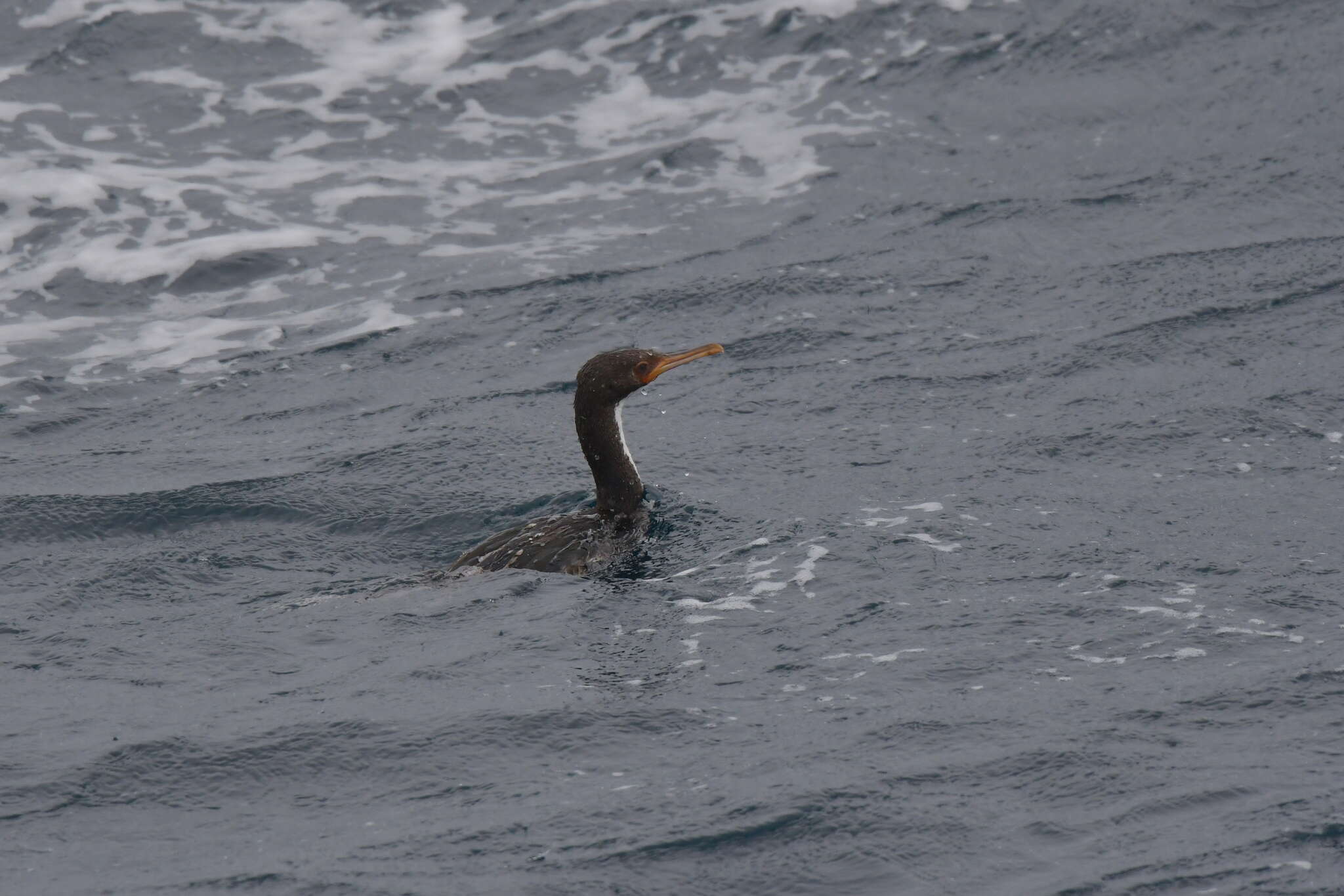 Image of Bounty Shag