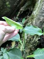 Image of Philodendron aurantiifolium Schott