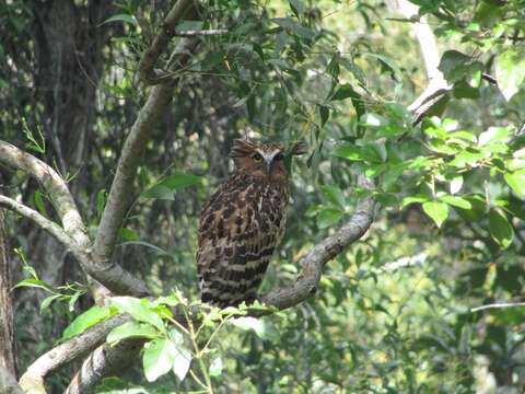 Image of Buffy Fish Owl