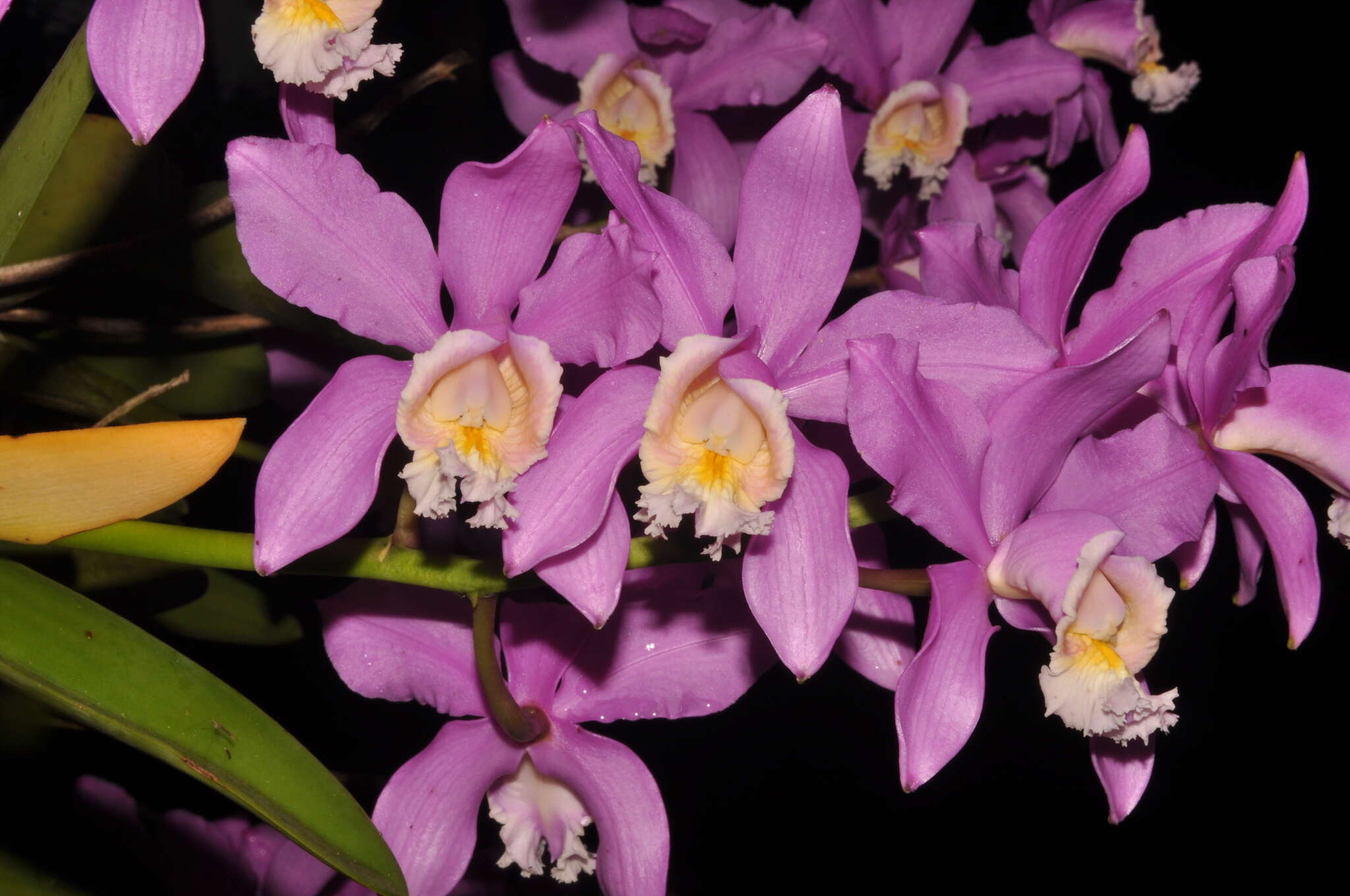 Image of Harrison's Cattleya